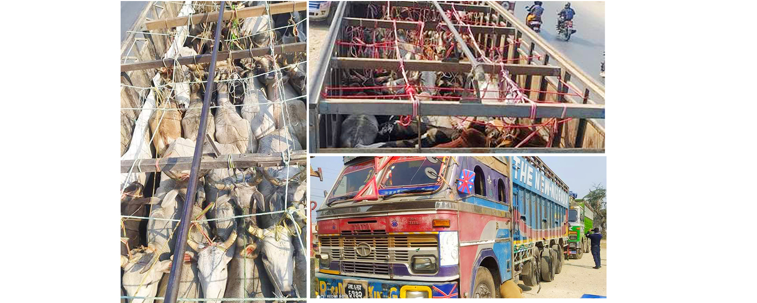 तस्करीको आशंकामा ६७ वटा गोरु नियन्त्रणमा