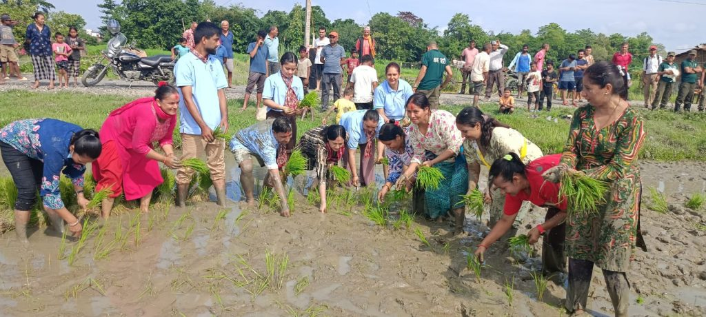 विराटनगर महानगरद्वारा धान रोपाइँ कार्यक्रमको आयोजना