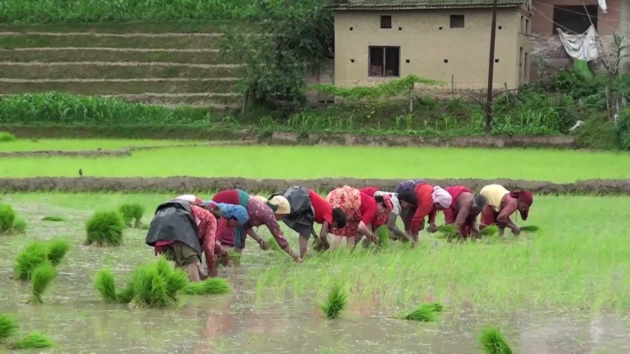 आज राष्ट्रिय धान दिवस